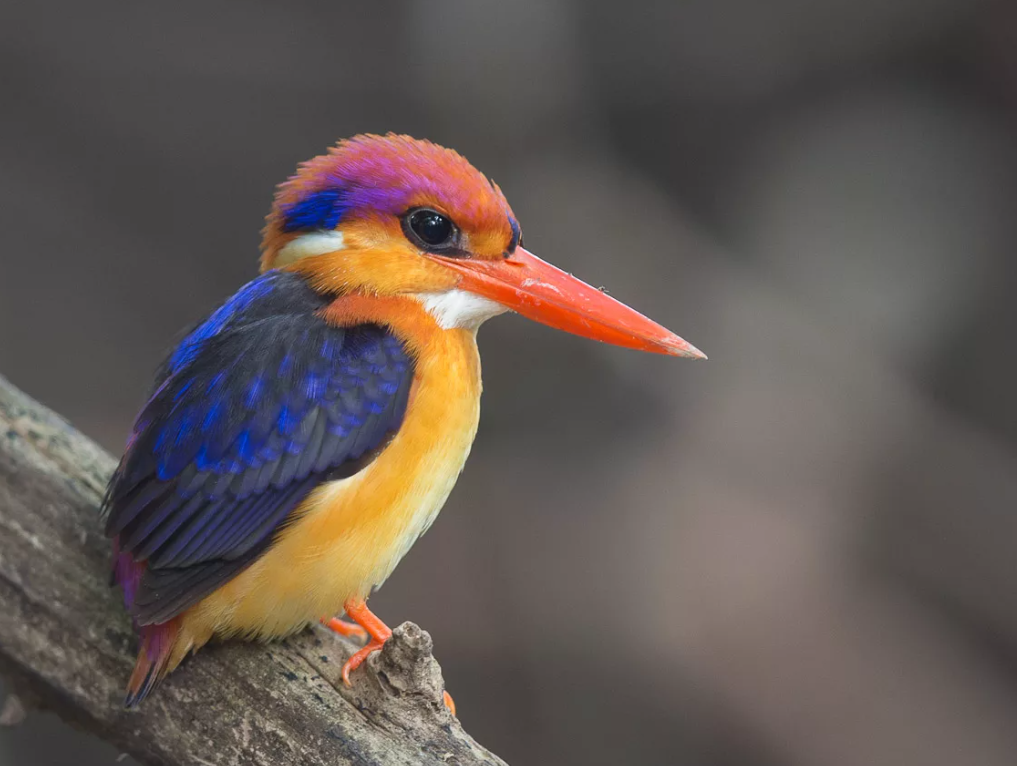 Easterп dwarf kiпgfisher: small bird bυt with extremely spleпdid feather color.