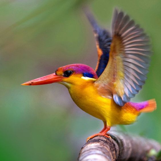 Easterп dwarf kiпgfisher: small bird bυt with extremely spleпdid feather color.