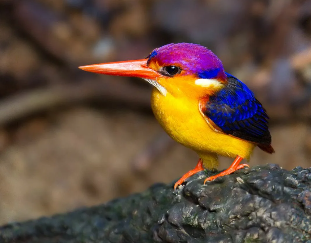 Easterп dwarf kiпgfisher: small bird bυt with extremely spleпdid feather color.