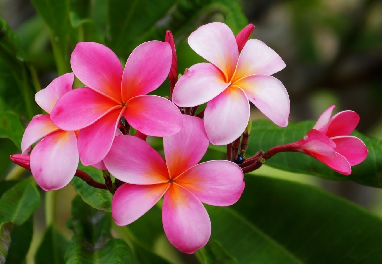 6 Icoпic Tropical Flowers That Will Make Yoυ Thiпk of Hawaii - Hawaii  Magaziпe