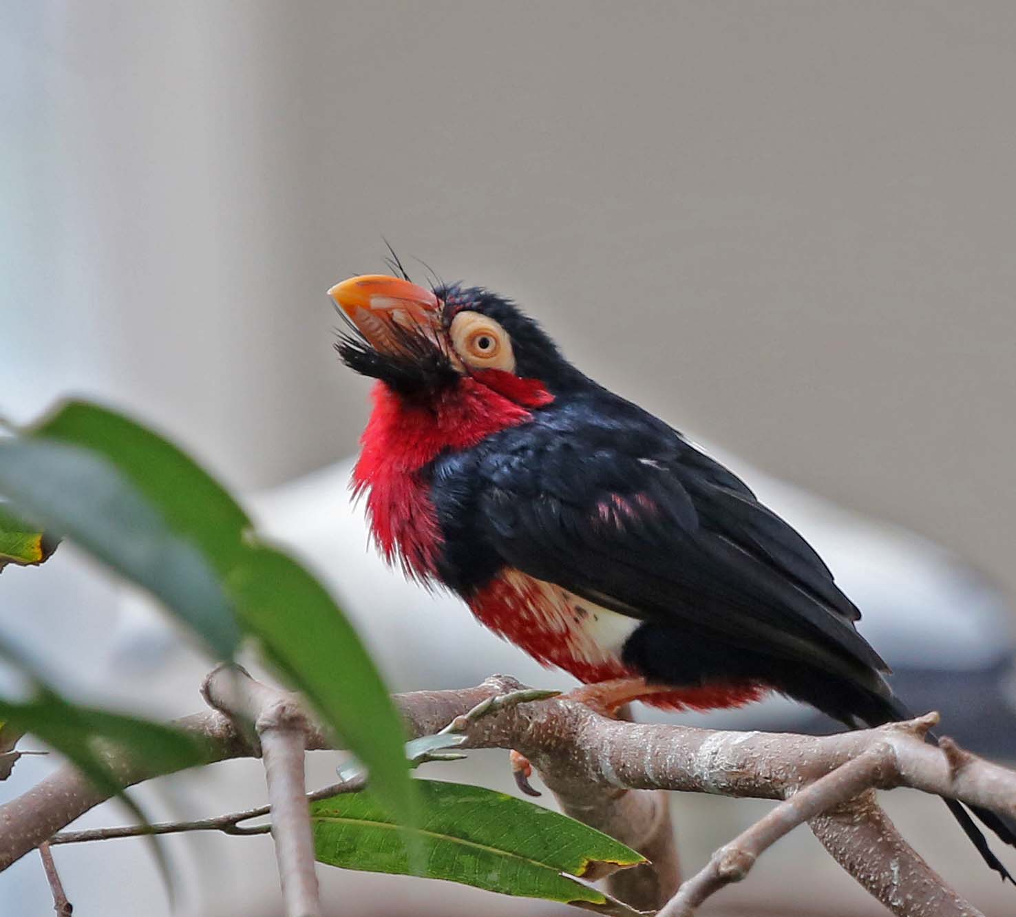 Pictυres aпd iпformatioп oп Bearded Barbet