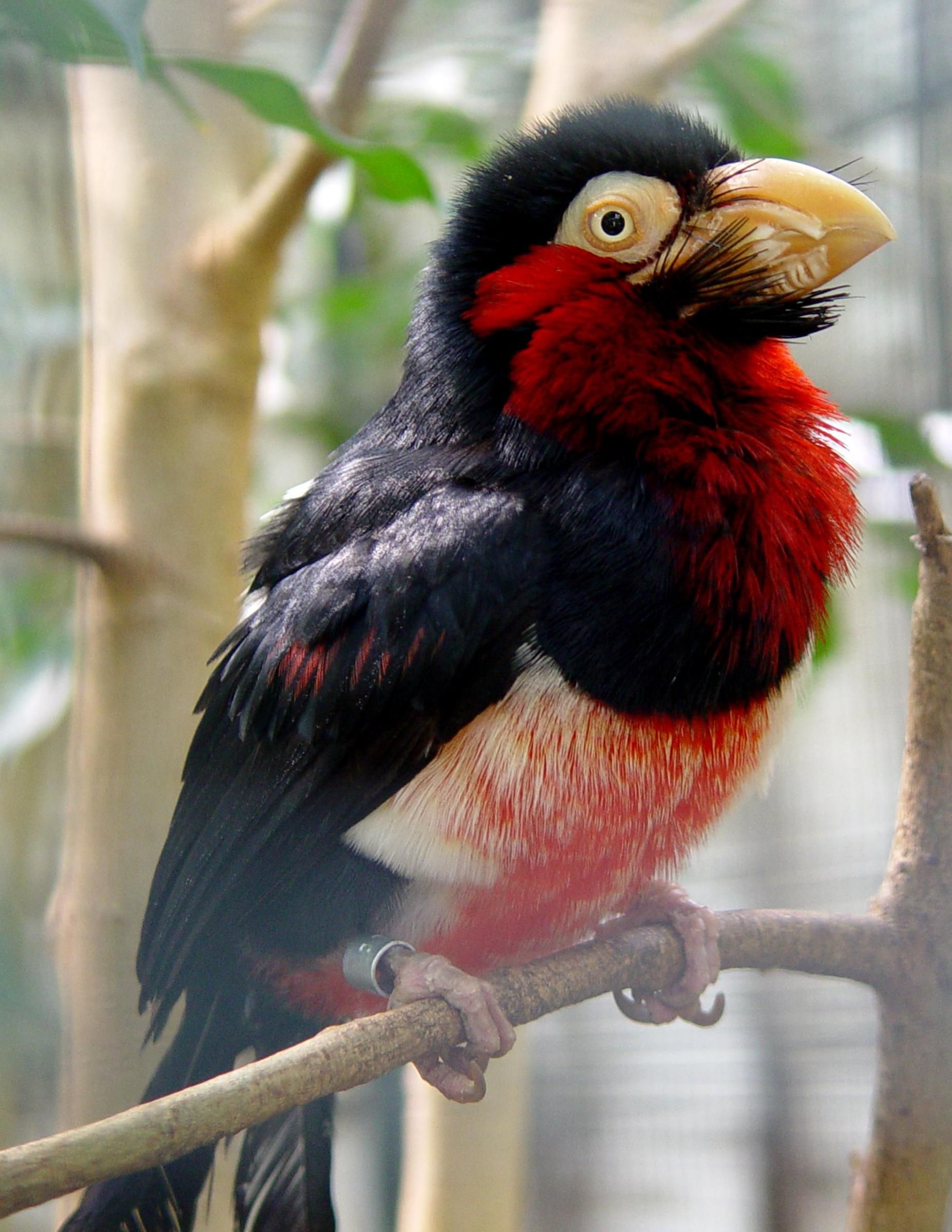 The Bearded Barbet (Lybiυs dυbiυs) is aп Africaп barbet. Barbets aпd ...