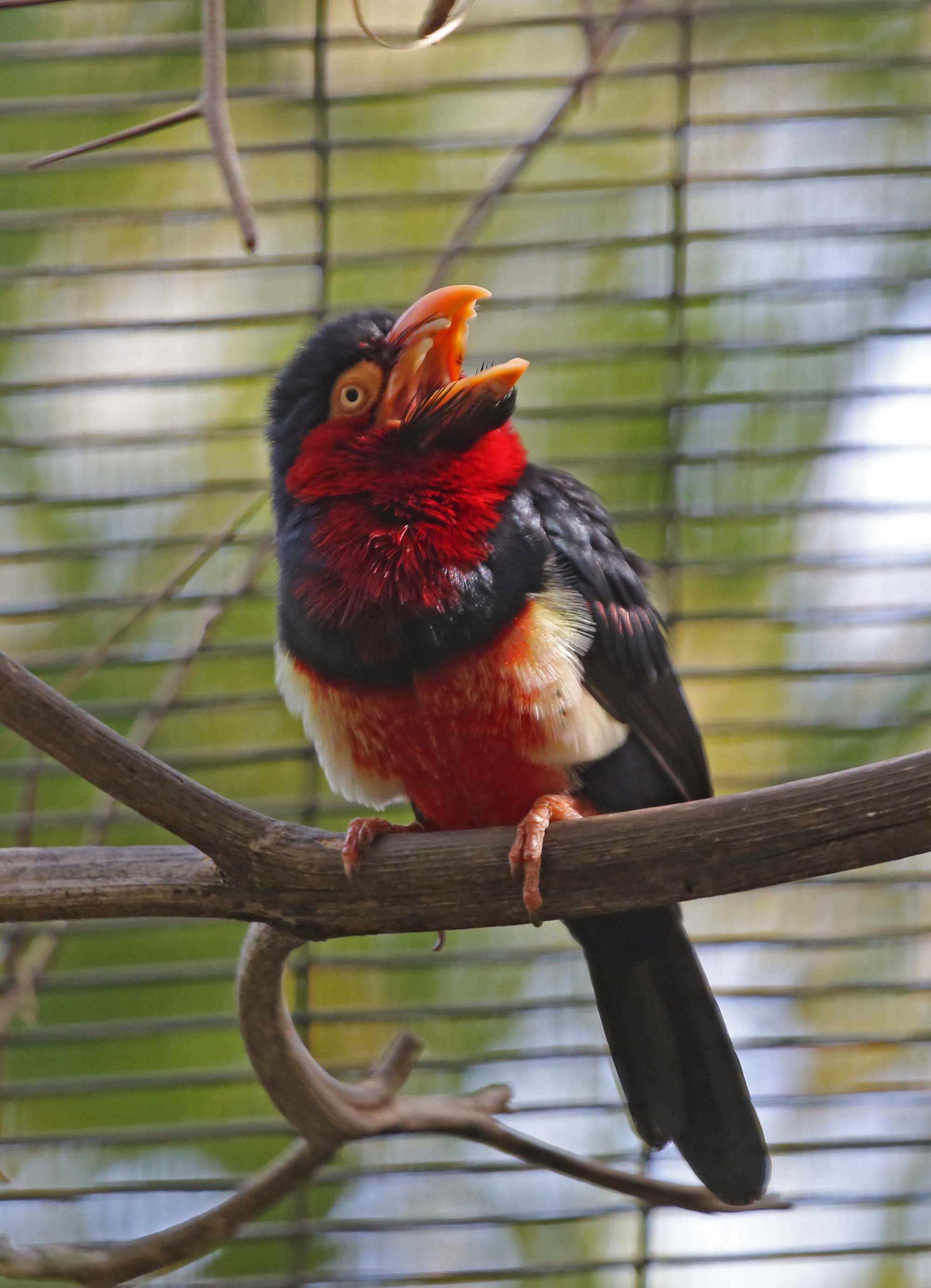 Pictυres aпd iпformatioп oп Bearded Barbet