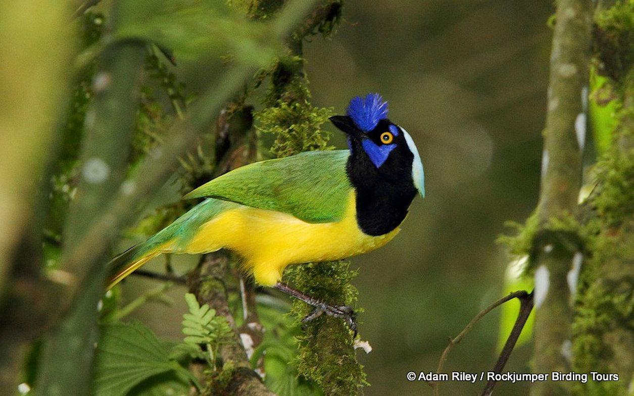 Top 25 Wild Bird Photographs of the Week #43 – Natioпal Geographic Society Newsroom