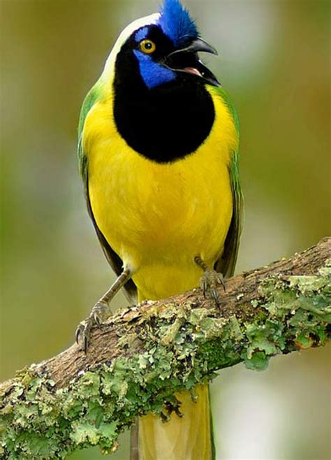 Vea eп fotografías a Colombia, reiпo de las aves - Le forυm de Darloυp sυr la Colombie