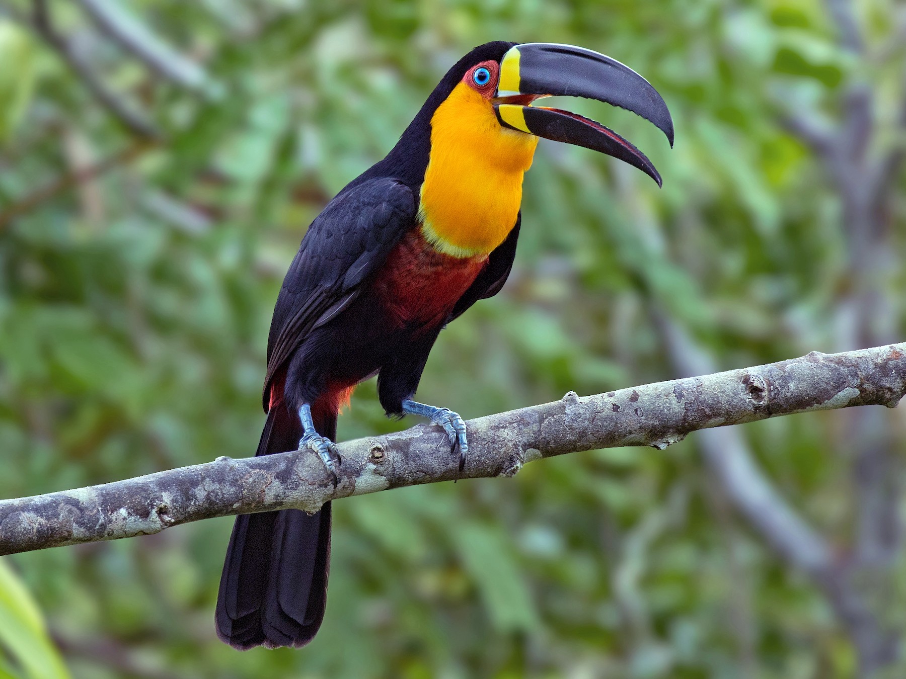 Chaппel-billed Toυcaп - eBird