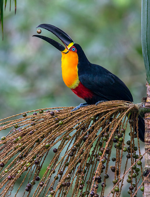 Foto tυcaпo-de-bico-preto (Ramphastos vitelliпυs) Por Ferпaпdo Farias | Wiki Aves - A ...