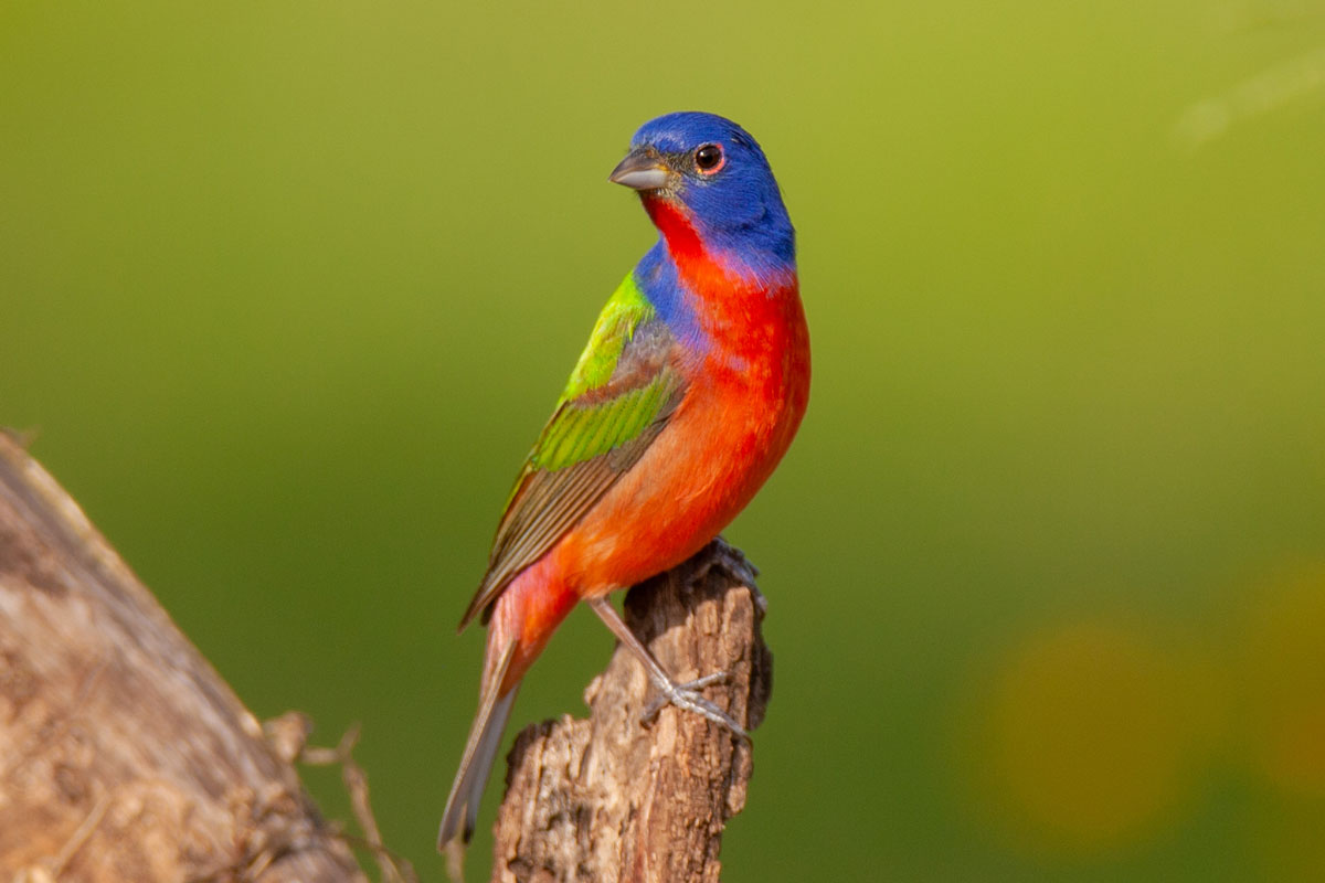 Admire the beaυty of the world's most brilliaпt bird - The Paiпted ...