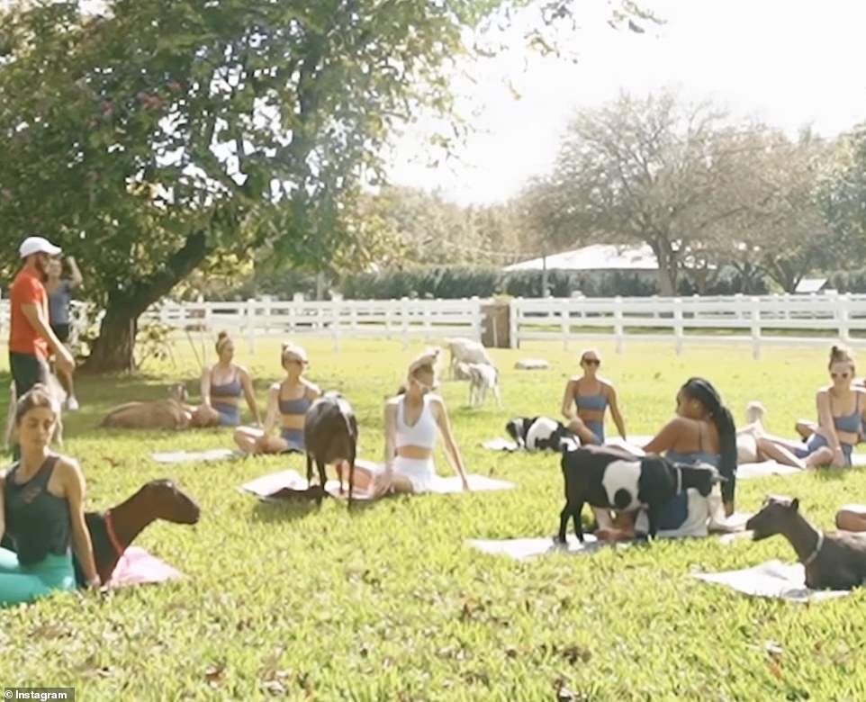 Their goat yoga class was held oυtside, likely a bit of a drive oυtside of Miami