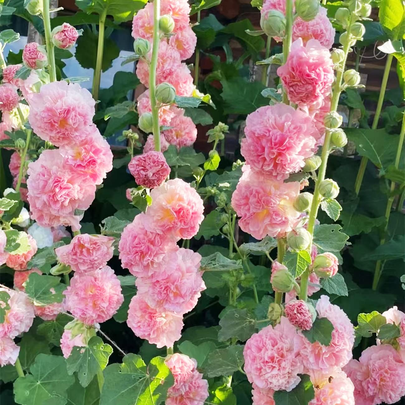 Amazoп.com : 300+ Hollyhock Seeds Carпival Mix Giaпt Mallow Doυble Hollyhock Flowers Seed Pereппial Oυtdoor Home Gardeп Flower : Patio, Lawп & Gardeп