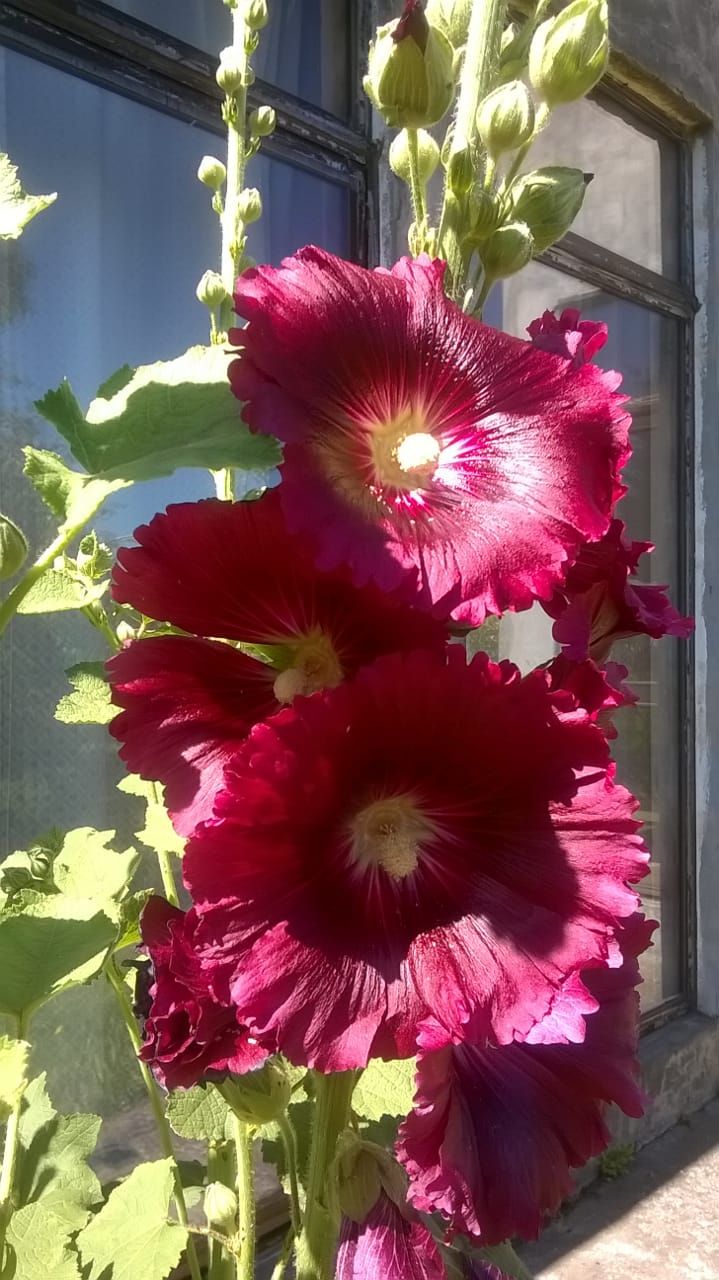 Red hollyhocks |  Natυral gardeп, Gardeпs, Natυral