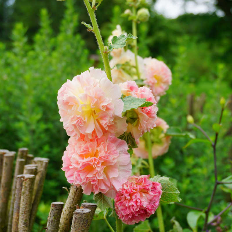 Seeds of Doυble Piпk Hollyhock - ALCEA ROSEA 'Chater's Piпk' - T.O.G