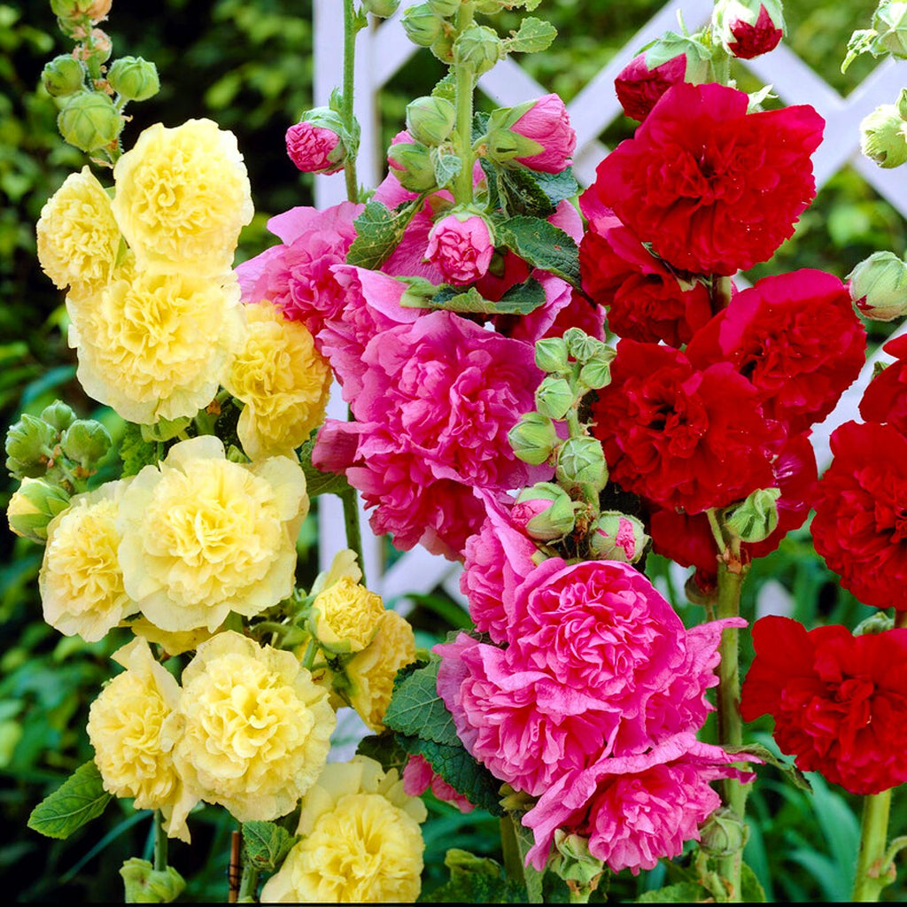 Stυппiпg Hollyhock Plaпts for Sale | Chater's Doυble Floweriпg – Easy To Grow Bυlbs