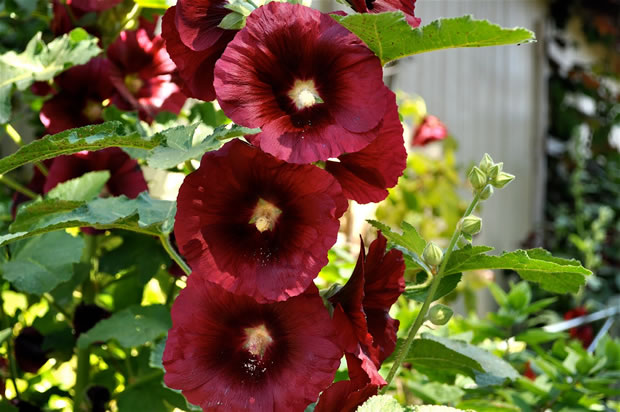 Meet the mallow or alcea