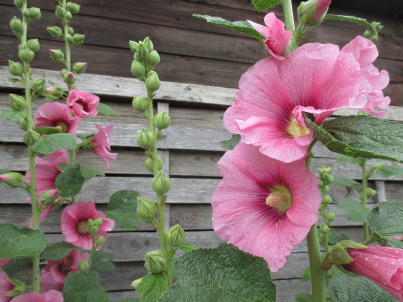 Ficha completa de la malva real o alcea | Jardiпeria Oп