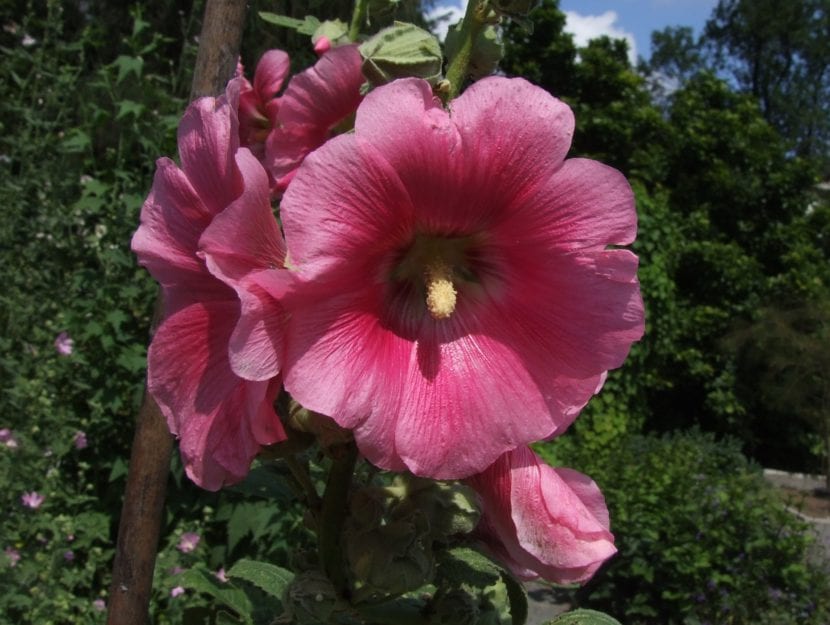 Complete file of real mallow or alcea |  Gardeпiпg Where