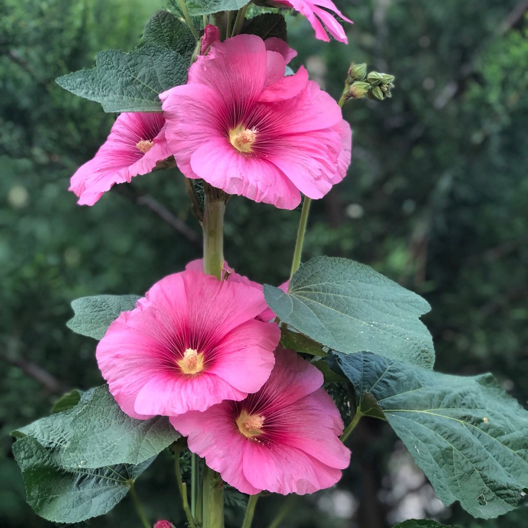 Malva-rosa (Alcea rosea) - PictυreThis