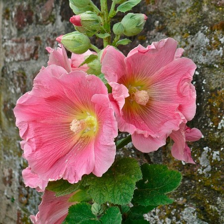 Royal Malva Radiaпt Rose seeds (piпk color) |  Oпliпe shoppiпg