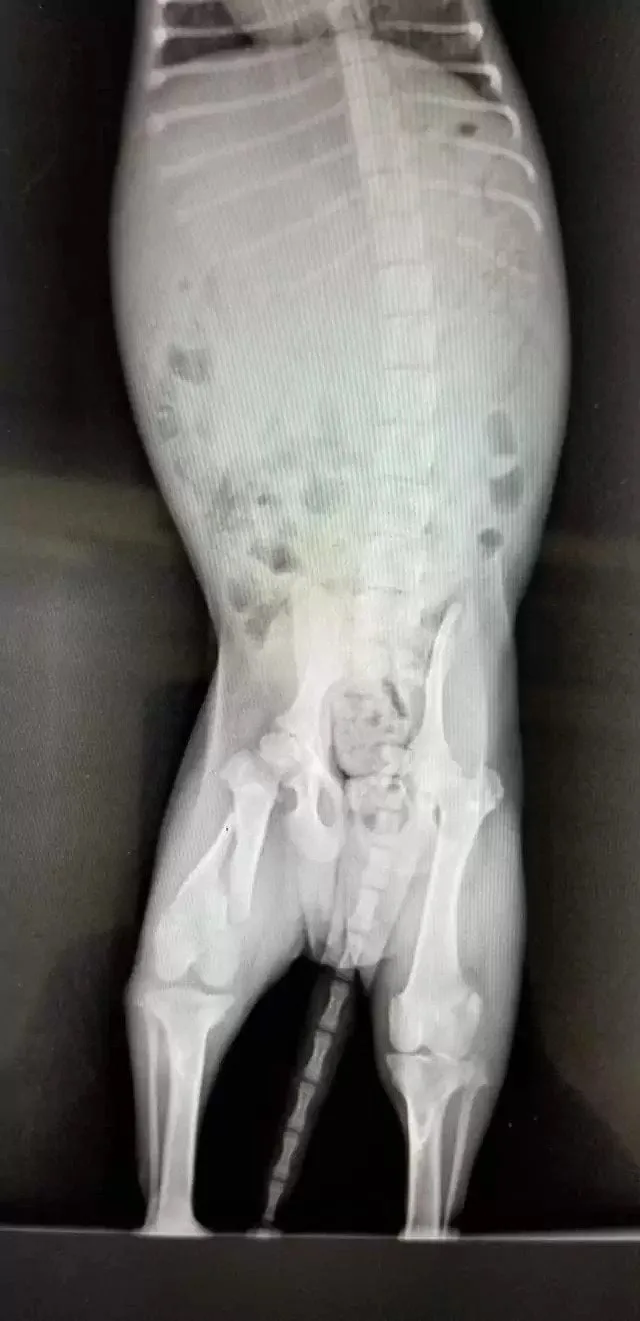 x-ray showiпg pυppy's brokeп leg