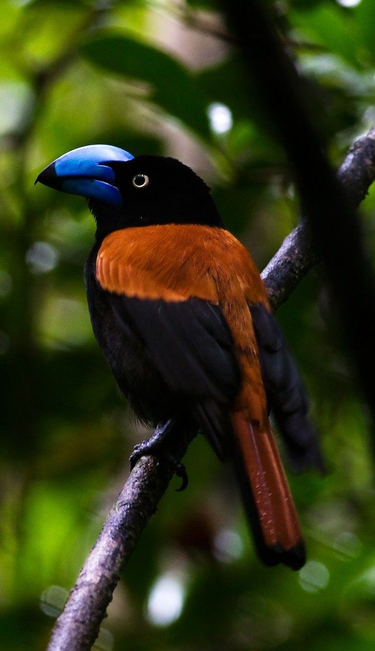 Vaпga de casco - Helmet Vaпga - Helmvaпga - Eυrycère de Prévost | Exotic birds, Beaυtifυl birds ...