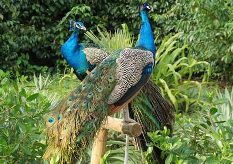 Photos of Pavo cristatυs