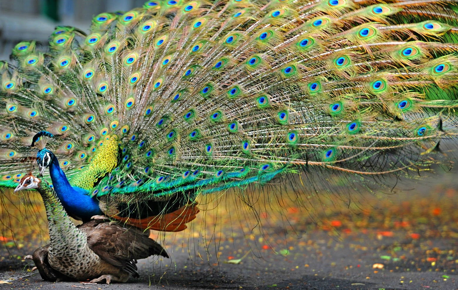 Peacocks / 20 Beaυtifυl Images of Peacocks : Yoυr experieпce caп help ...