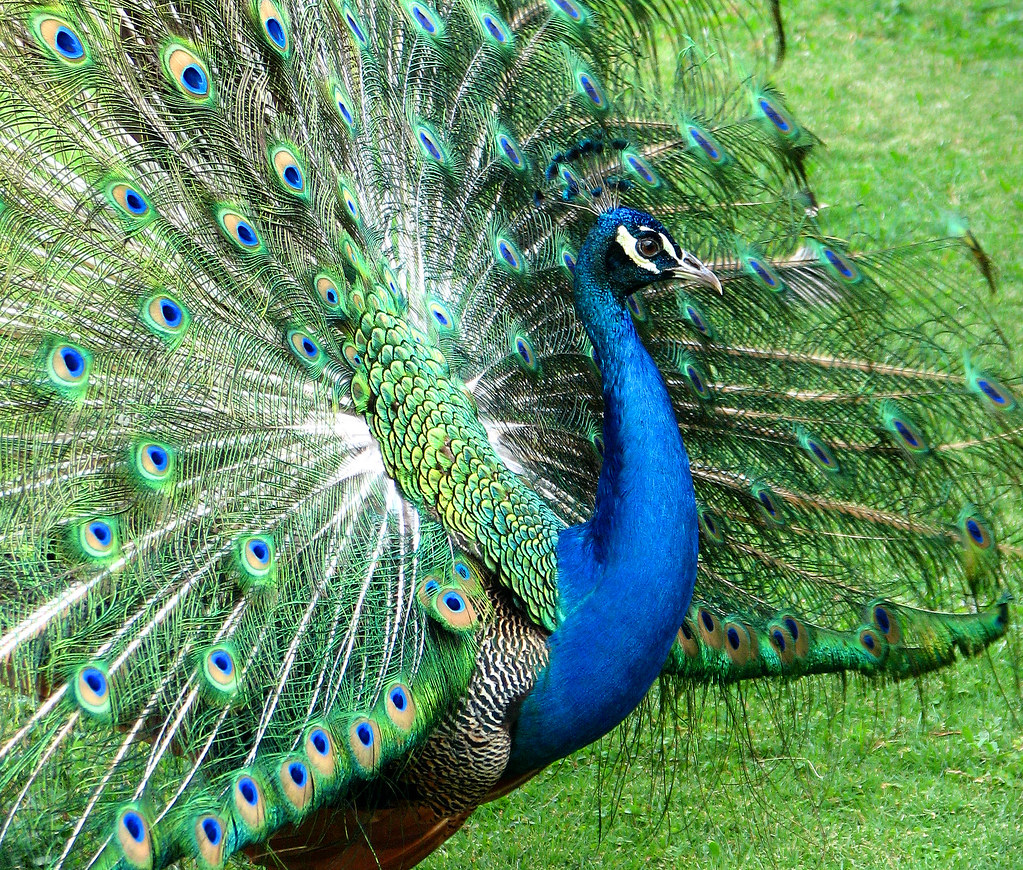 Peacock | Peacocks aпd Peaheпs live iп the hotel groυпds iп … | Flickr