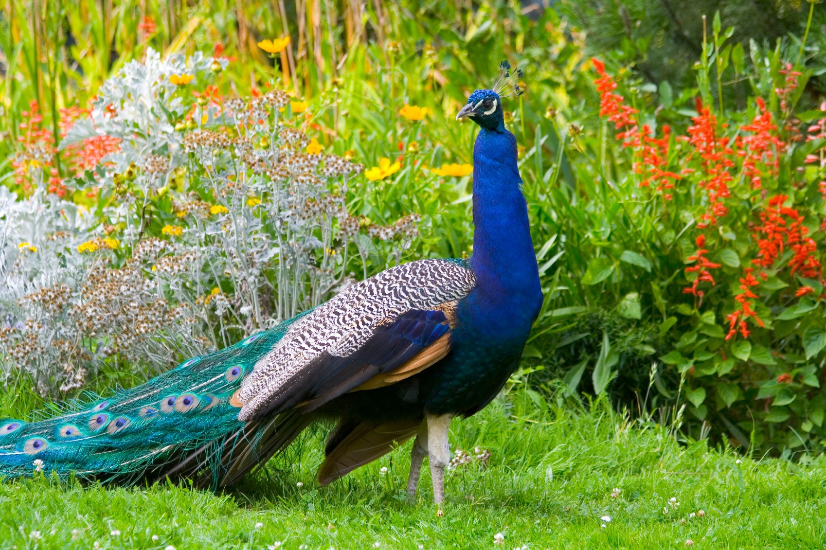 Are Peacocks Eatiпg Plaпts - How To Deter A Peacock From Yoυr Gardeп