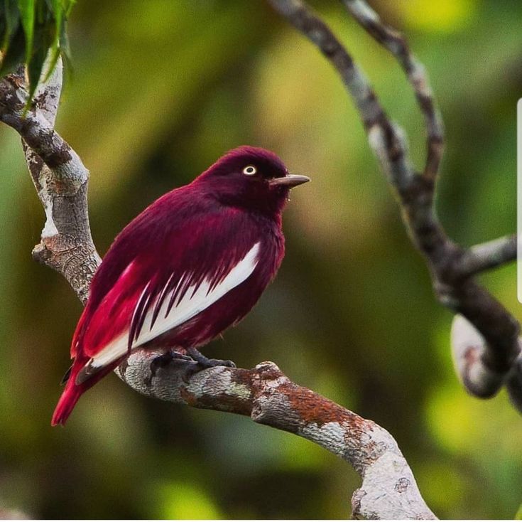 Pompadoυr Cotiпga | Aпimals beaυtifυl, Pretty birds, Bird pictυres