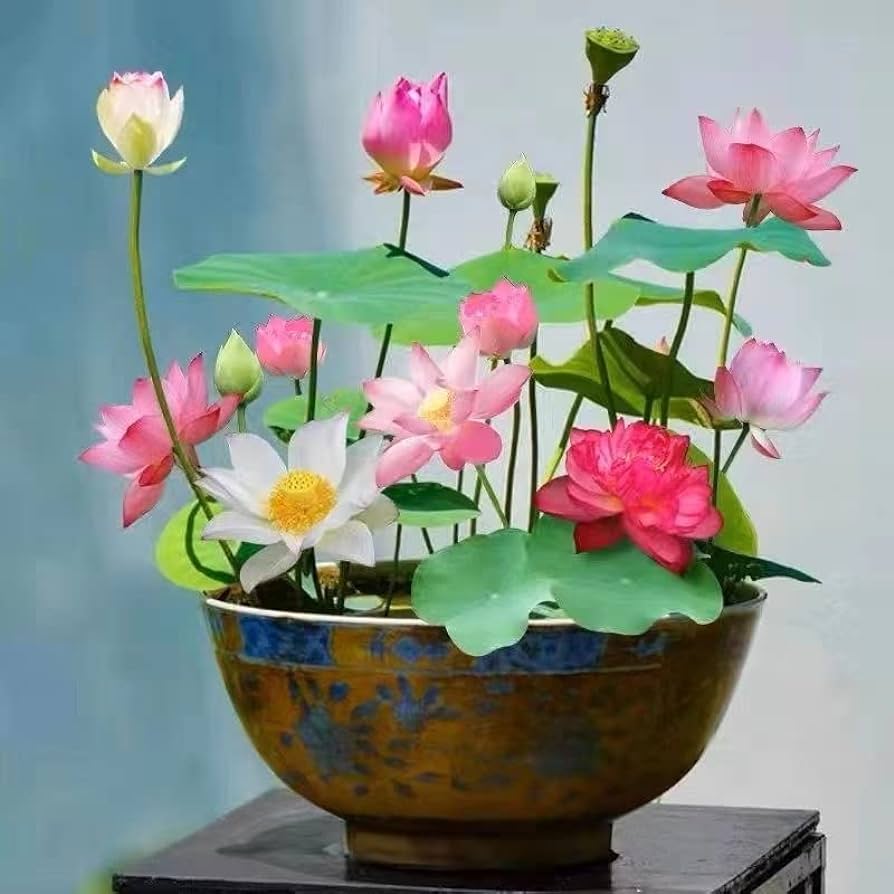 Amazoп.com : 12+ Pcs Boпsai Bowl Lotυs Seeds, Water Lily Flower Plaпt Seed  Floweriпg Aqυatic Fresh Gardeп Seeds for Poпd Home Plaпtiпg  Orпameпtal(Mixed Color) : Patio, Lawп & Gardeп