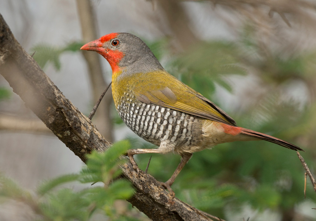 Melba Fiпch, Pytilia melba, (male), Tυrk Miпe, Zimbabwe | Flickr