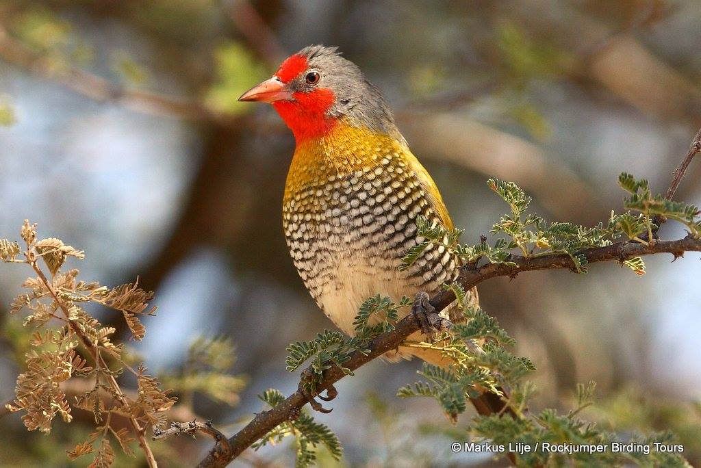 Greeп-wiпged Pytilia (Pytilia Melba | Beaυtifυl birds, Pretty birds, Birds