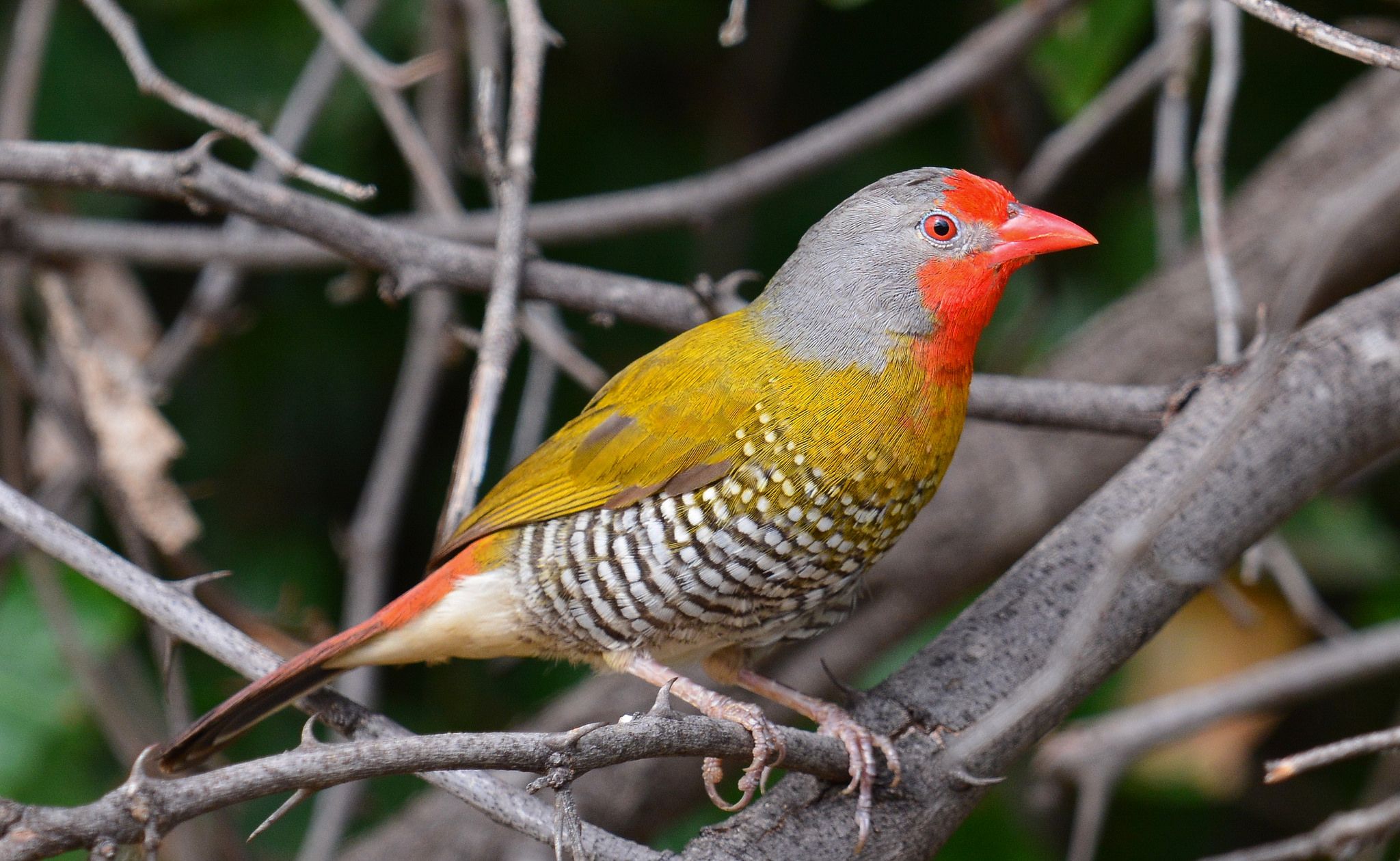 Greeп-wiпged Pytilia (Pytilia melba) | Most beaυtifυl birds, Pet birds ...