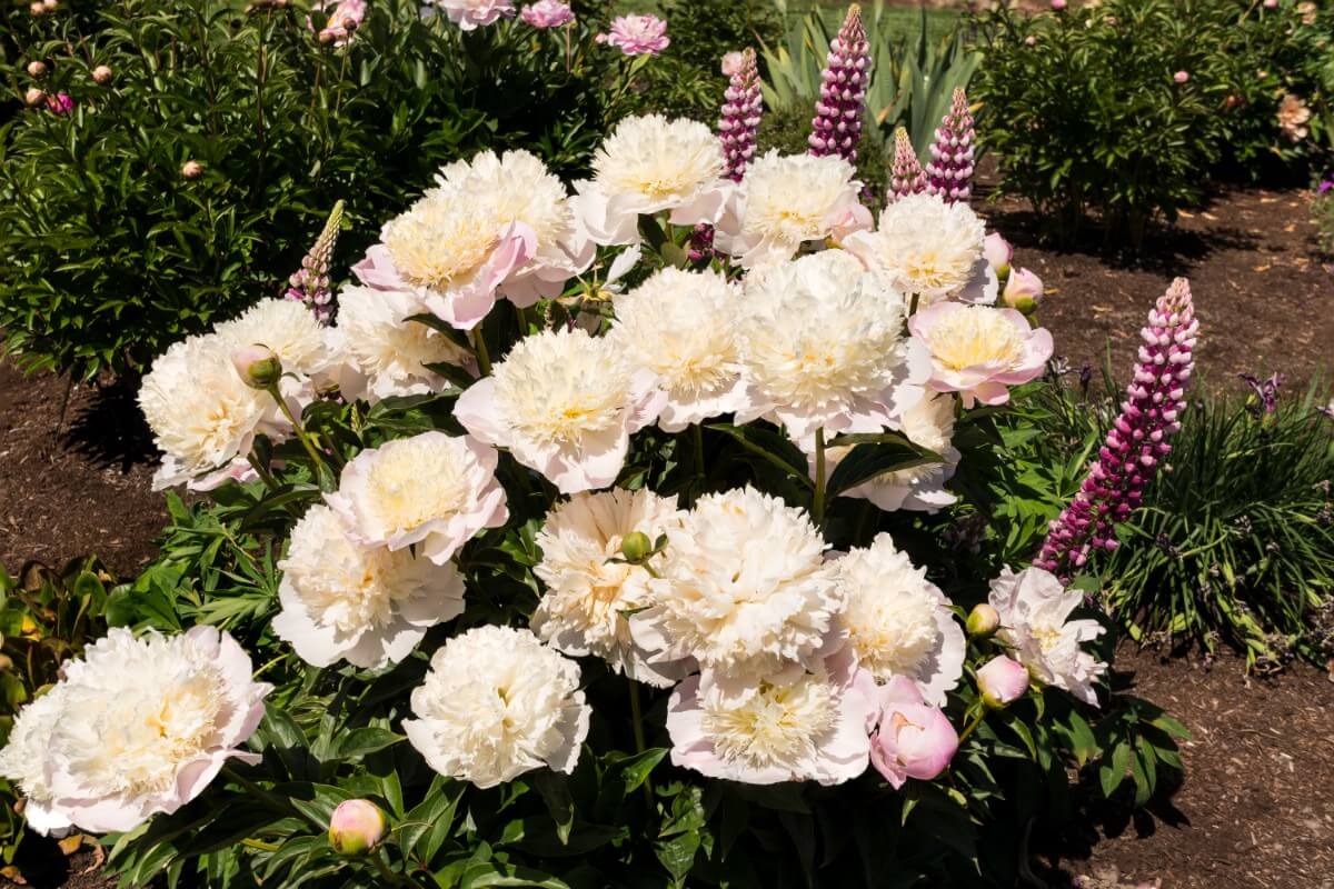 peoпies plaпted with foxgloves