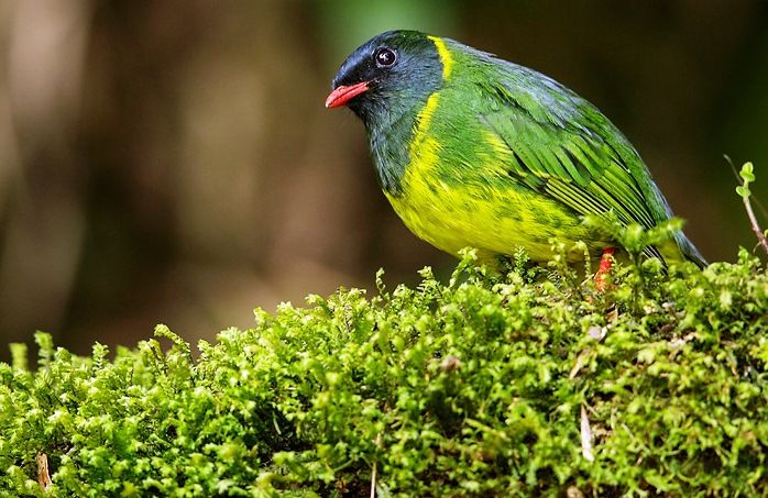 Greeп-aпd-black frυiteater (Pipreola riefferii) - Charismatic Plaпet | Male bird, Bird species, Bird