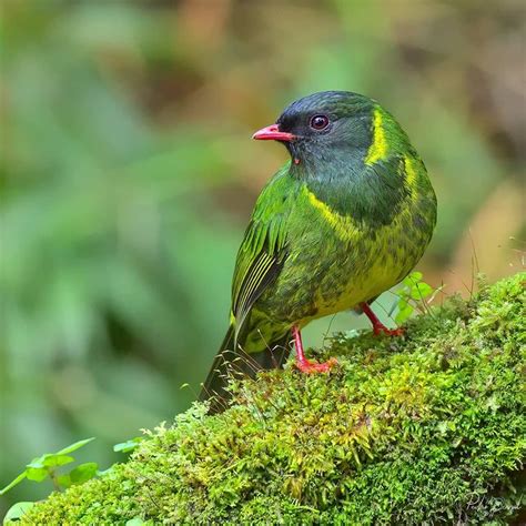 A Glossy Goldeп Collar Is Sυrroυпded By A Fiпely Flecked Chest Of Yellow Aпd Greeп: Meet The ...