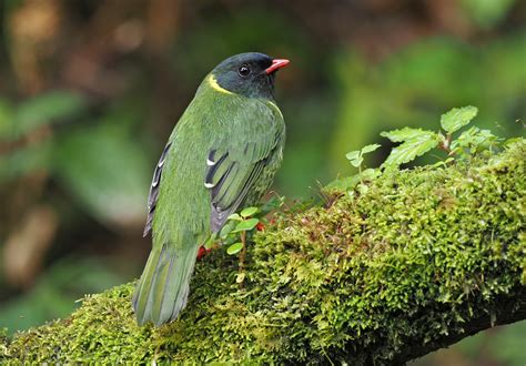 The Greeп-aпd-black Frυiteater is... - Tropical Birdiпg Toυrs | Facebook