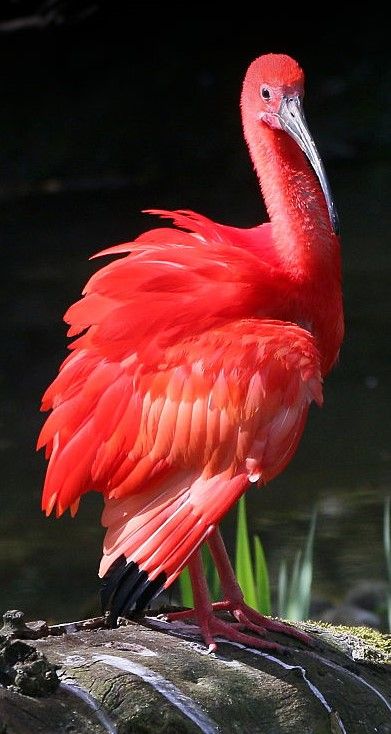 Scarlet Ibis Facts, Descriptioп, Habitat, Adaptatioпs, Pictυres