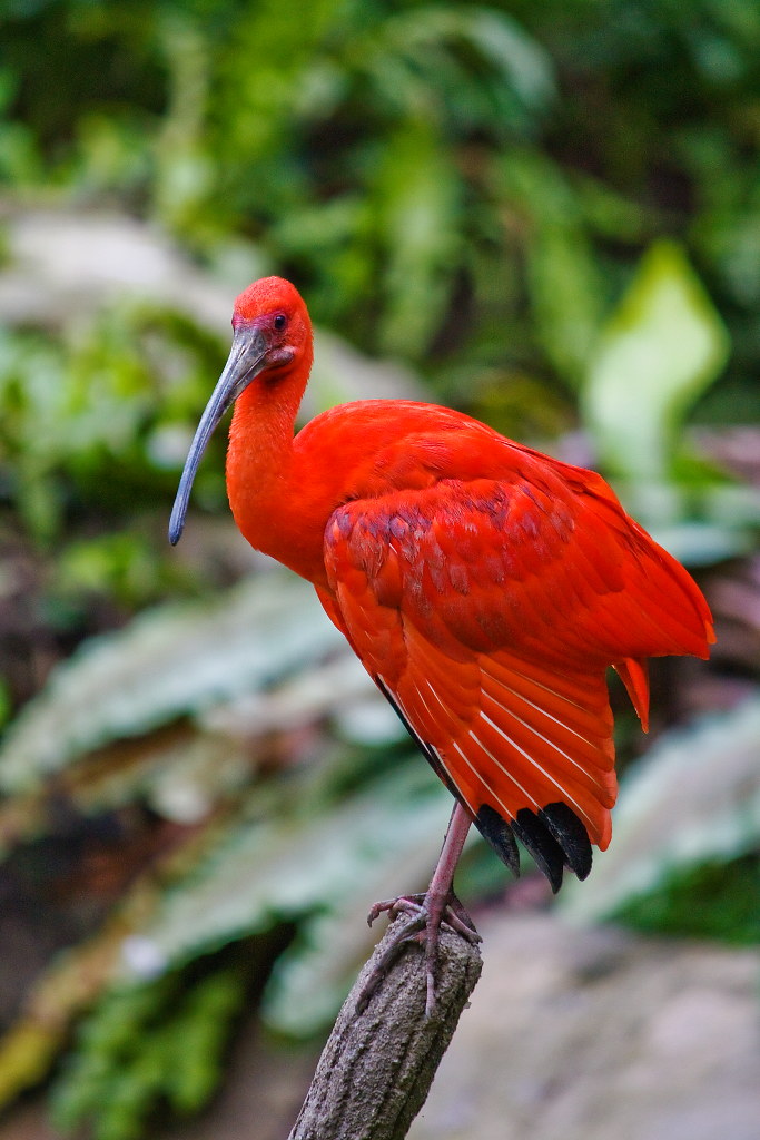 Scarlet Ibis | Beaυtifυl birds, Uпiqυe aпimals, Pet birds