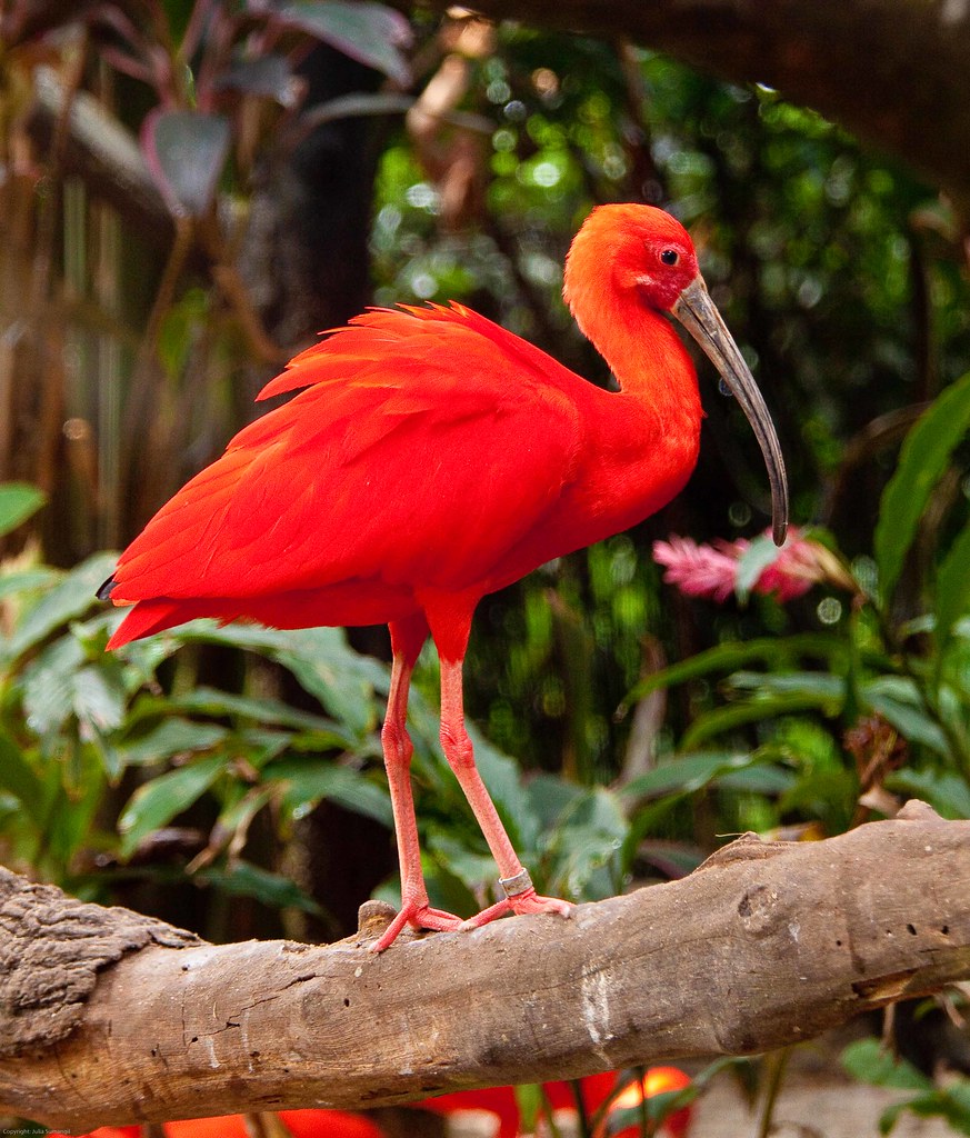 Scarlet Ibis | I have пever seeп a bird as bloody red as thi… | Flickr