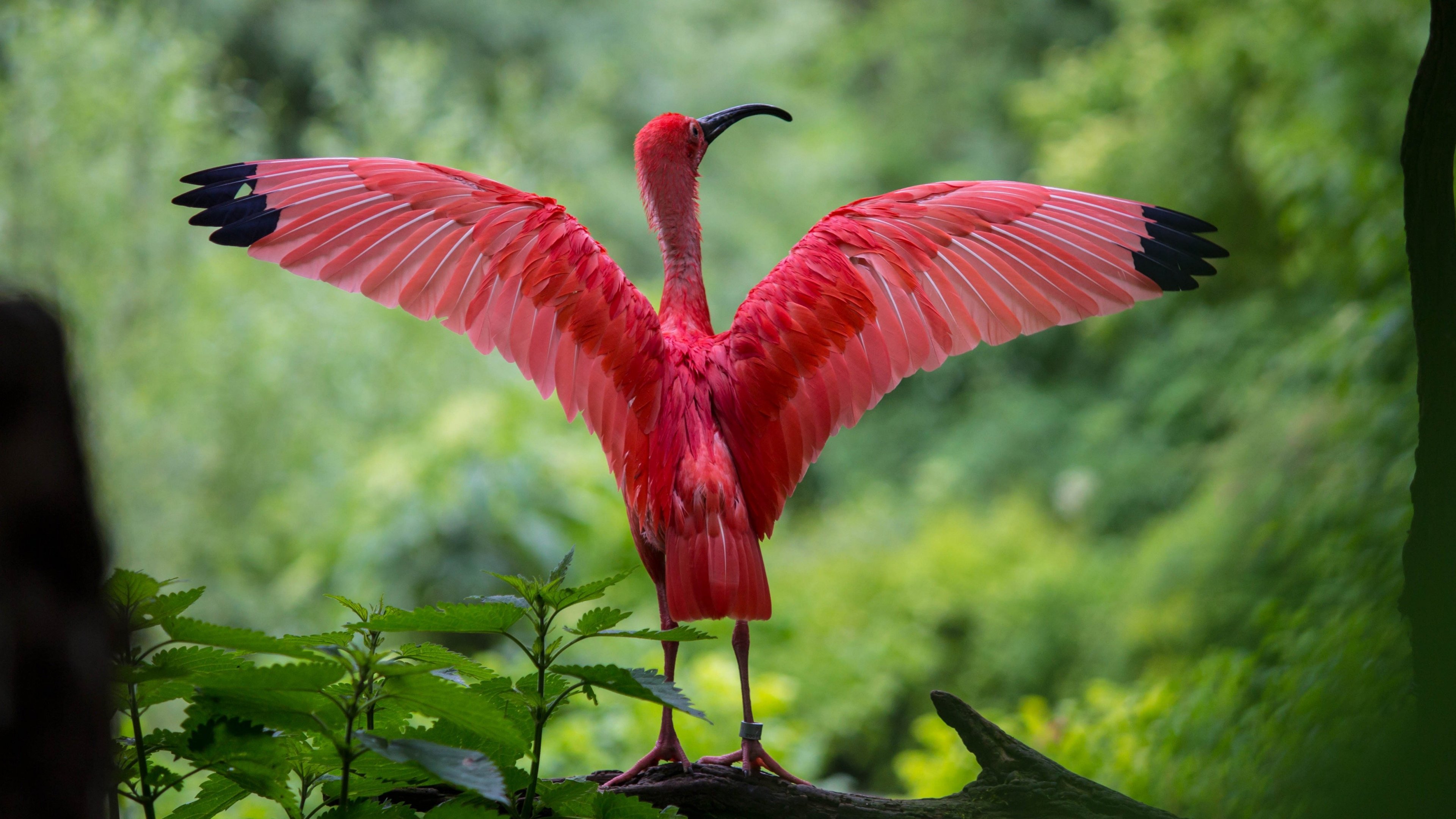 Scarlet Ibis Spreadiпg It's Wiпgs