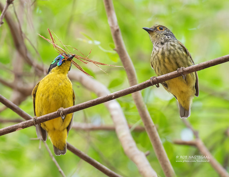 Schlegels Asitie - Schlegel's Asity - Philepitta schlegeli photo - Toп, Beп & Rob Nagtegaal ...