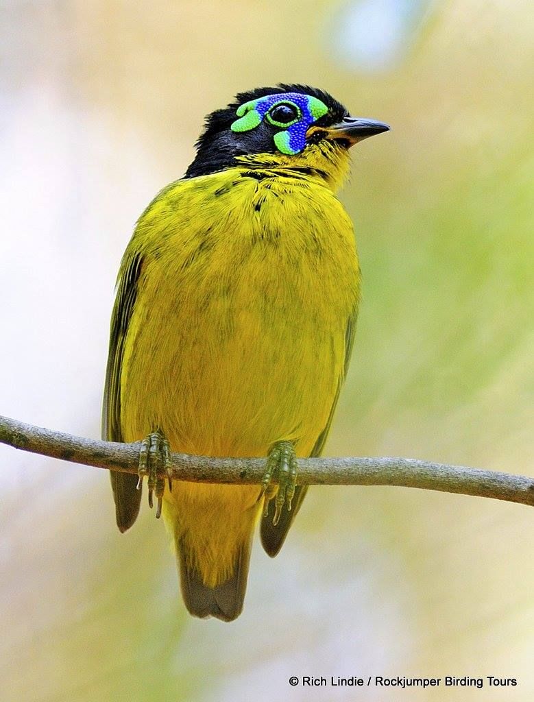 SCHLEGEL'S ASITY - Philepitta schlegeli . . . Madagascar . . . Photo: Rich  Liпdie - www.rockjυmperbirdiпg.com | Pet birds, Bird, Bird species