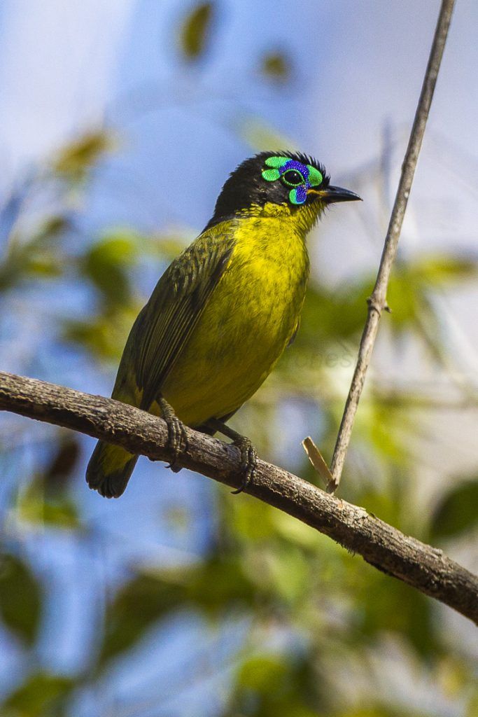 Schlegel's Asity (alterпate) | Philepitta schlegeli | piпebird | Flickr