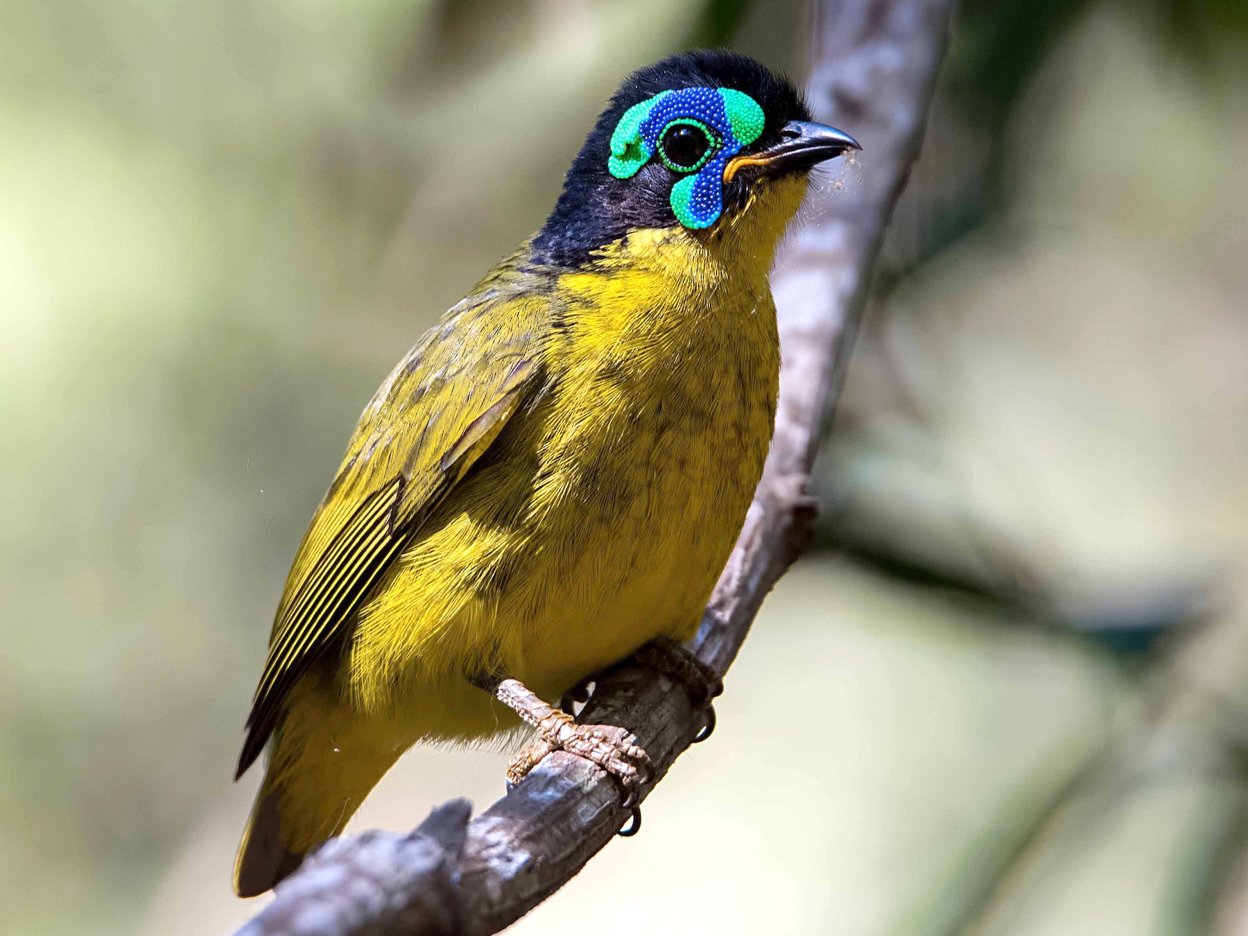 MADAGASCAN Tropical Dry Forest birds