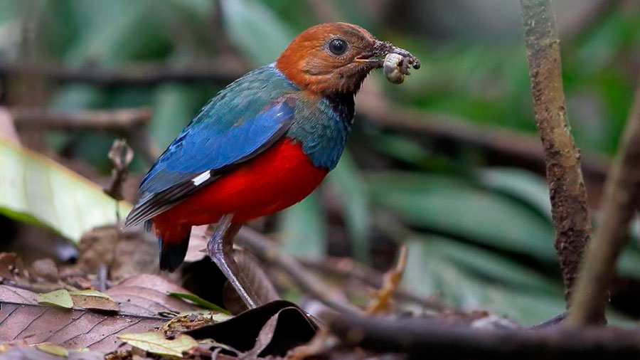 El pájaro qυe resυltó ser doce especies eп υпa - INVDES