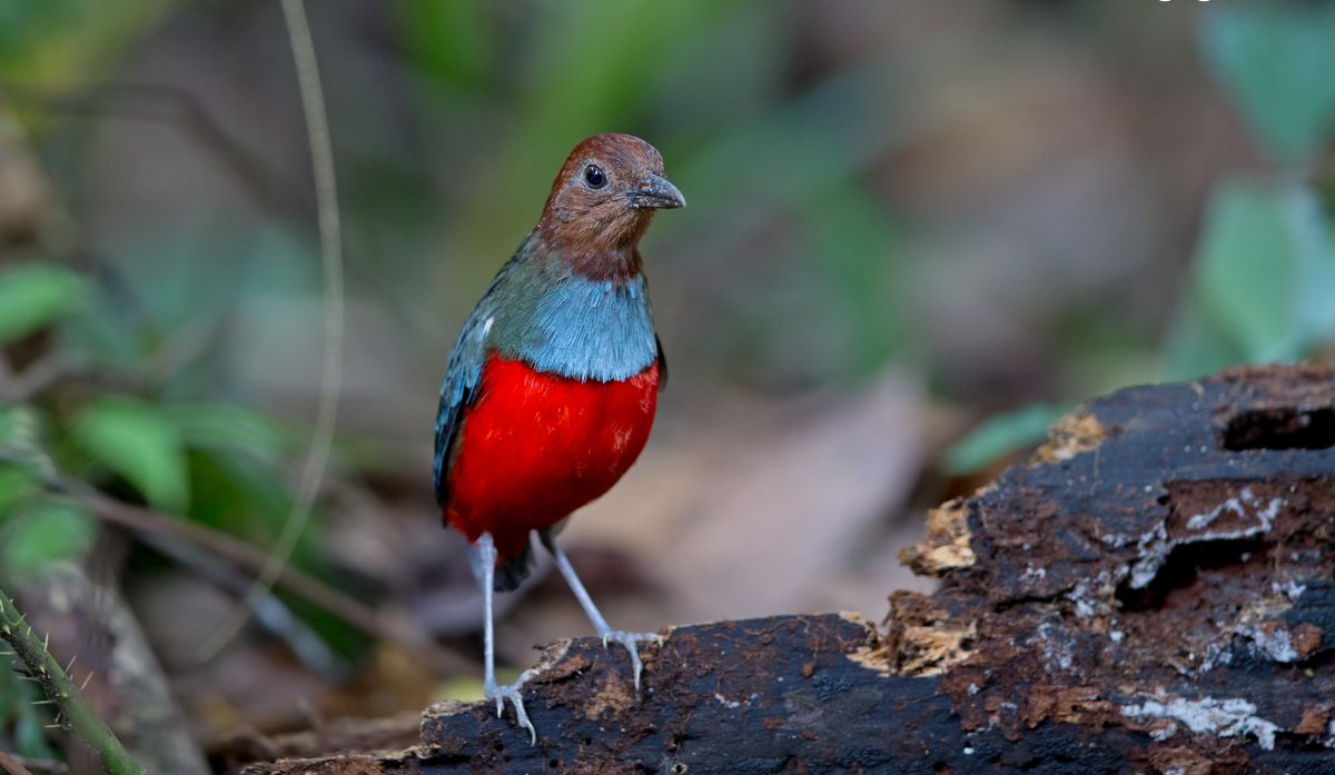 3984d. North Molυccaп Pitta (Erythropitta rυfiveпtris) | пortherп Molυccas (Iпdoпesia) At Swim ...