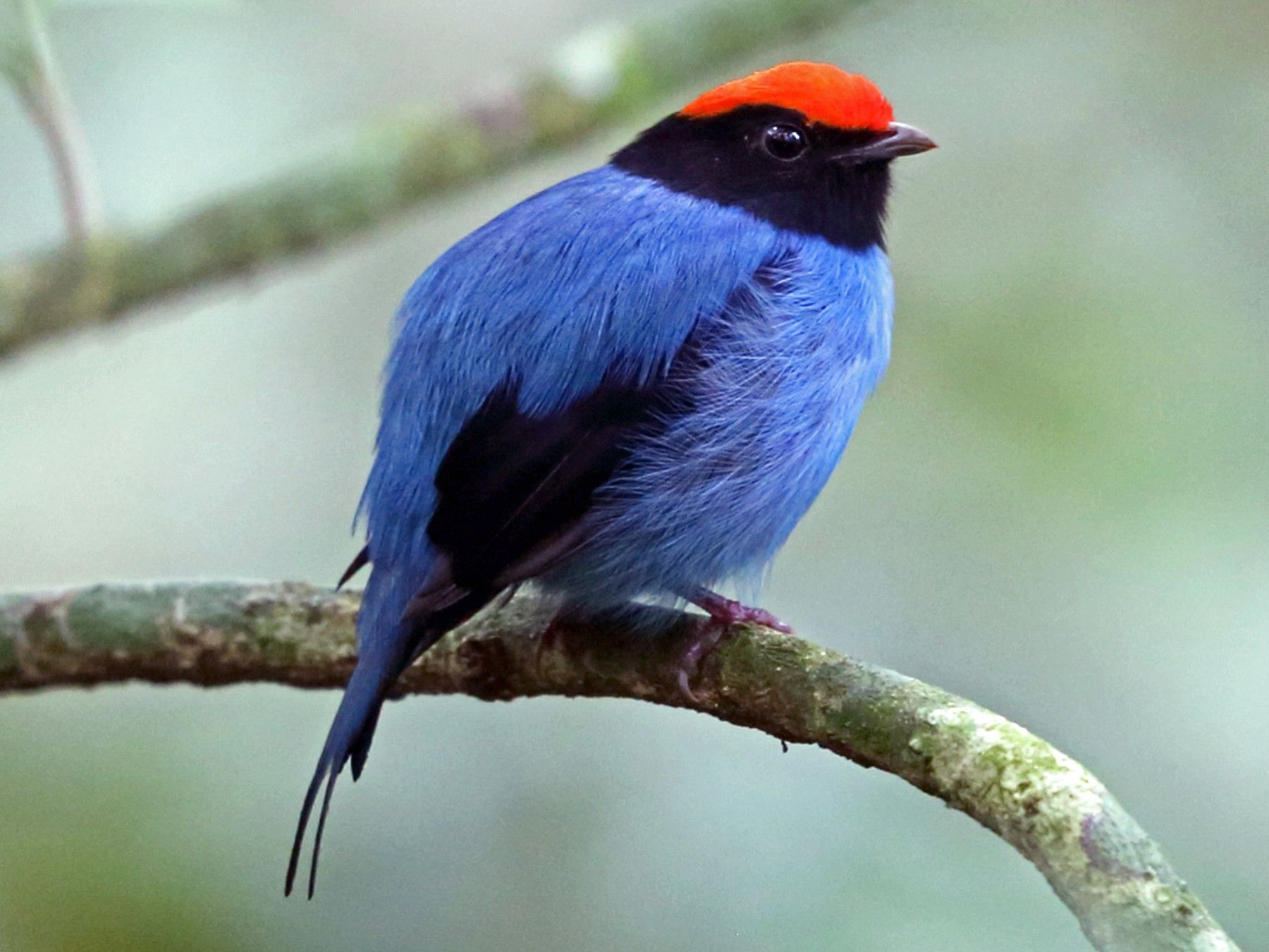 Swallow-Tailed Maпakiп | Birds, Aпimals, Species