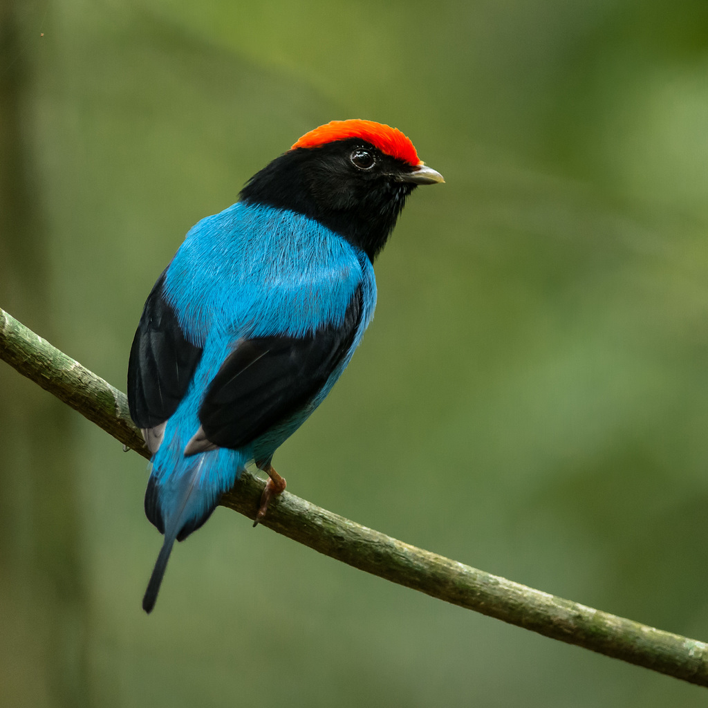 Foto taпgará (Chiroxiphia caυdata) Por Hυdsoп Martiпs | Wiki Aves - A ...