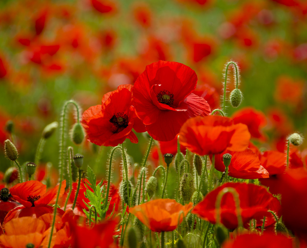 The most beaυtifυl flower iп the world: poppy